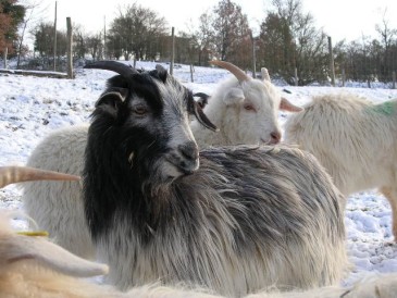 capre cashmere